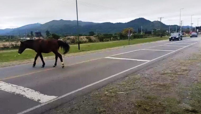 Chilecito: demoran a propietario de animales sueltos