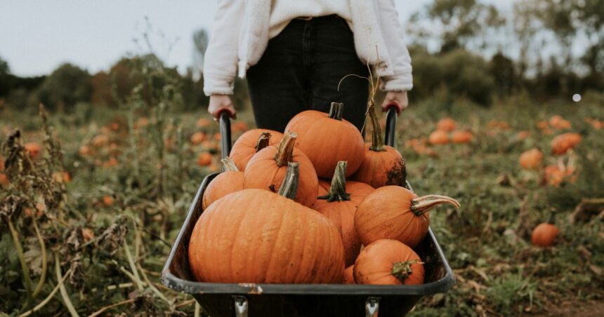 trucos-y-consejos-para-plantar-y-cultivar-calabazas-con-exito