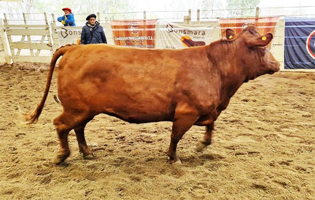 Un toro Bonsmara llamado AGROVERDAD se pagó $ 4.200.000 en Jesús María y se fue para La Rioja