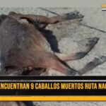 Aimogasta: propietarios de animales muertos piden conocer si envenenaron a los 9 equinos