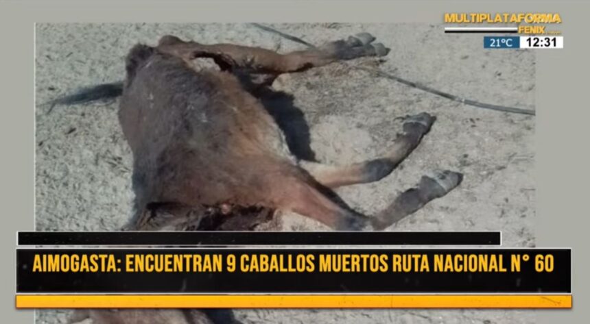 Aimogasta: propietarios de animales muertos piden conocer si envenenaron a los 9 equinos