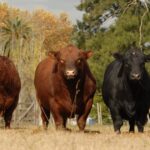 La Semana Angus de Primavera incluirá 14 remates