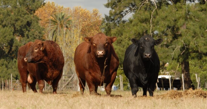 La Semana Angus de Primavera incluirá 14 remates