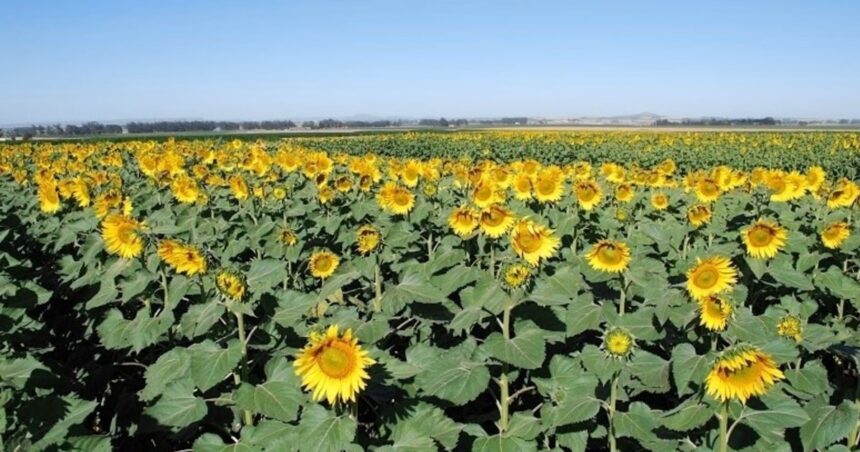 El girasol y el sorgo vuelven a escena por la caída del maíz: la clave, conseguir semillas y minimizar costos