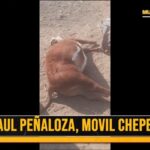 ¿aparecio-el-chupacabras-en-chepes?-encontraron-2-animales-“mutilados”