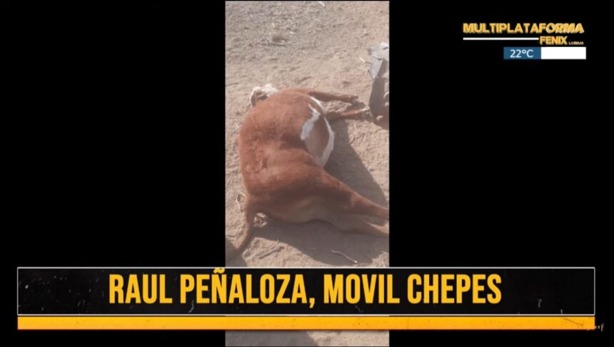 ¿aparecio-el-chupacabras-en-chepes?-encontraron-2-animales-“mutilados”