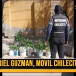 chilecito:-policia-incauto-10-plantines-de-marihuana