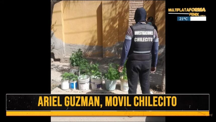 chilecito:-policia-incauto-10-plantines-de-marihuana