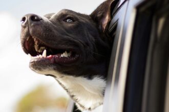 Emigrar con mascotas: cuáles son los trámites que hay que realizar para poder salir del país con nuestro compañero