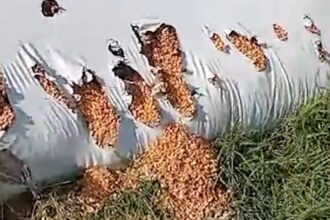 Siguen los ataques de jabalíes a silobolsas en el campo y hay pérdidas millonarias por la plaga