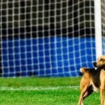 Fernando Gago y Nicolás Figal, blanco de los memes tras la eliminación de Boca ante Vélez en la Copa Argentina