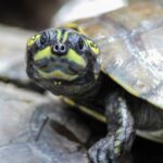 La Charapa: la tortuga amazónica en peligro de extinción que lucha por sobrevivir