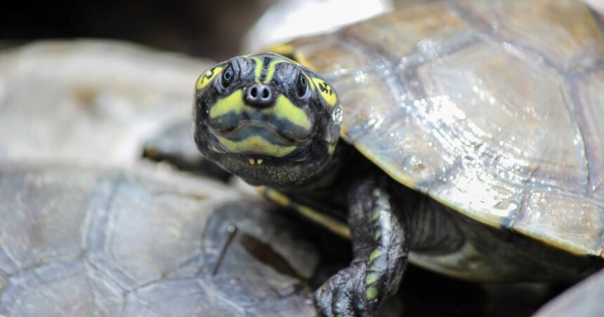 La Charapa: la tortuga amazónica en peligro de extinción que lucha por sobrevivir