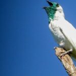 El pájaro campana de Paraguay: descubre el canto único de esta especie en peligro