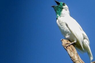 El pájaro campana de Paraguay: descubre el canto único de esta especie en peligro