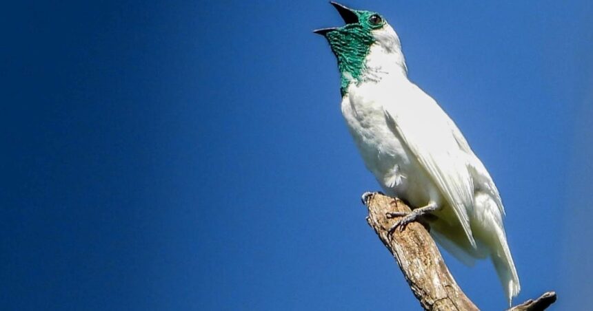 El pájaro campana de Paraguay: descubre el canto único de esta especie en peligro