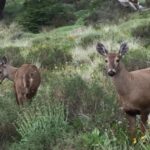 El huemul: el ciervo patagónico en riesgo de extinción