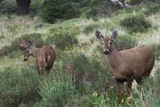 El huemul: el ciervo patagónico en riesgo de extinción