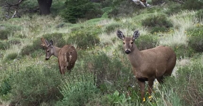 El huemul: el ciervo patagónico en riesgo de extinción