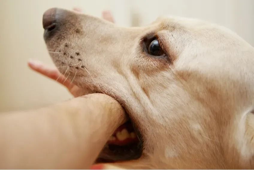 Niño de dos años ingresa al hospital tras ser mordido por un perro