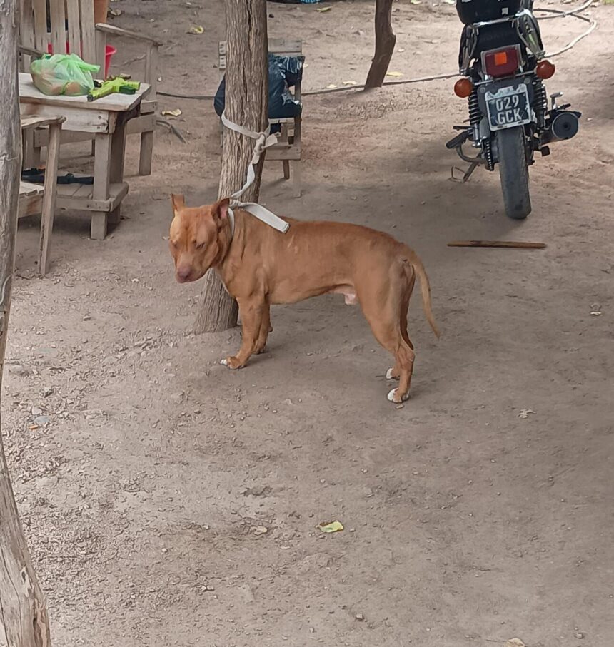 Un hombre fue atacado por su propio perro