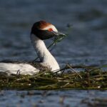 Qué animales se encuentran en las estepas patagónicas