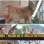 Riojano busca intensamente a su perrita