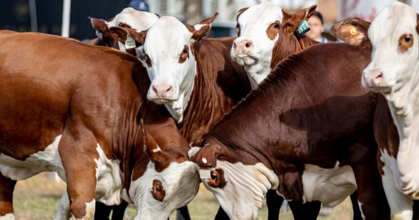 Ganadería: la raza Braford avanza y llega con exposición propia a Expoagro 2025