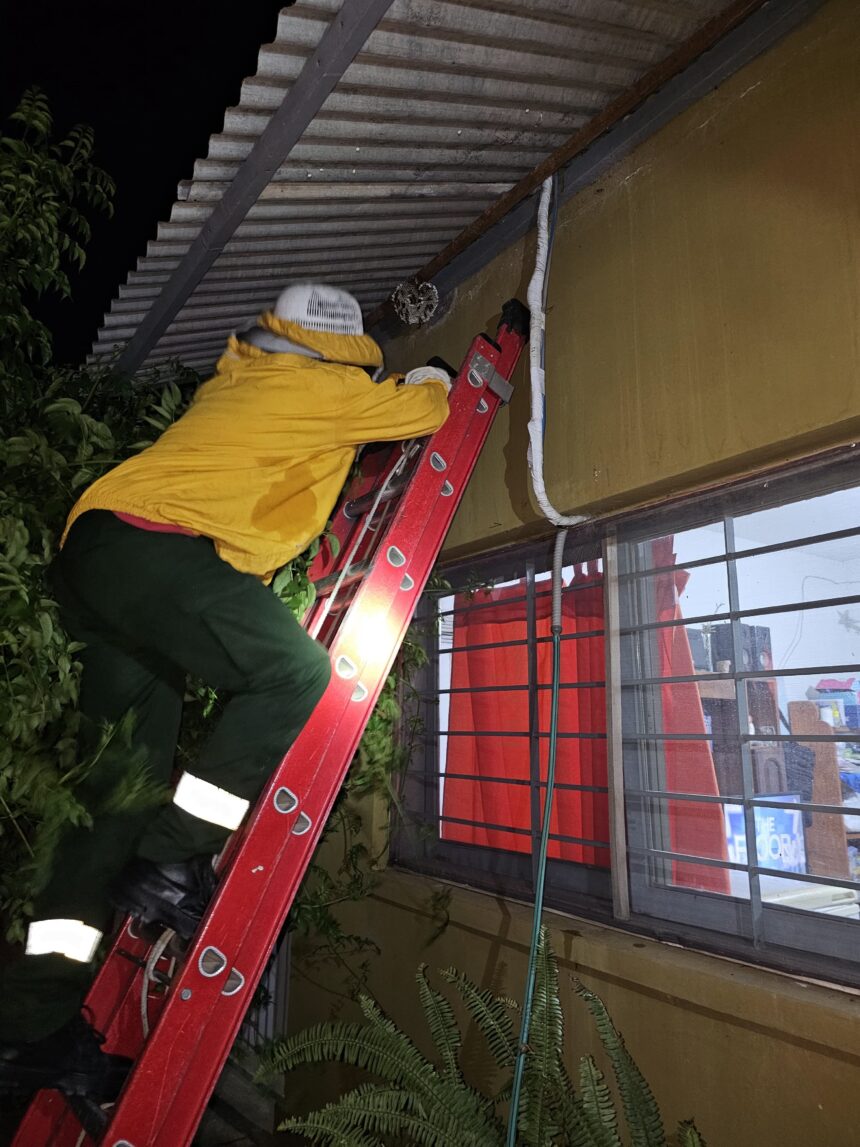 Gracias a la Multiplataforma Fénix le sacaron las abejas de su casa